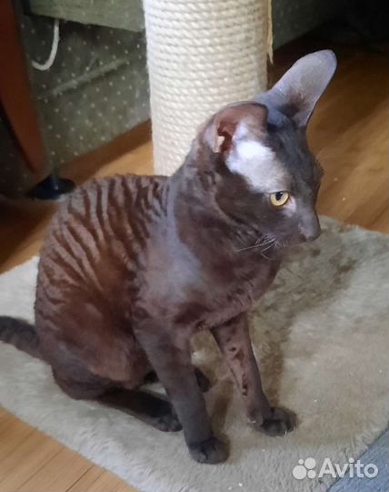 Котята корниш-рекс шоколадка