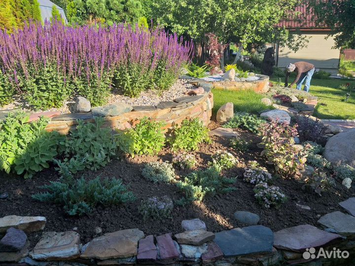 Шалфей дубравный