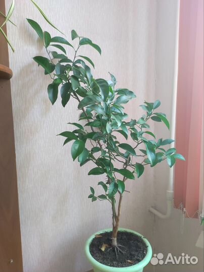 Цитрусовое дерево