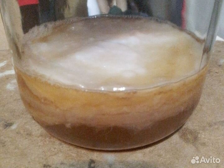 Чайный гриб (Валерий)