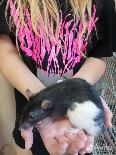 Крыса дамбо