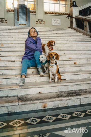 Дрессировка собак Кинолог Подарим уроки