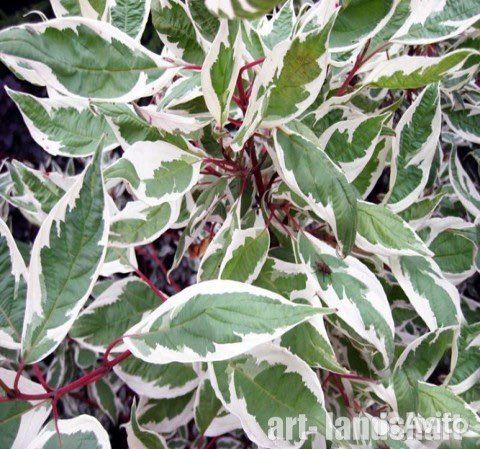 Дерен элегантиссима