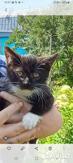 Котята в добрые руки бесплатно