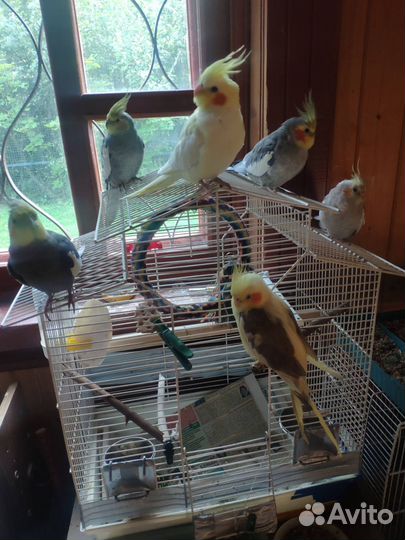 Попугай корелла