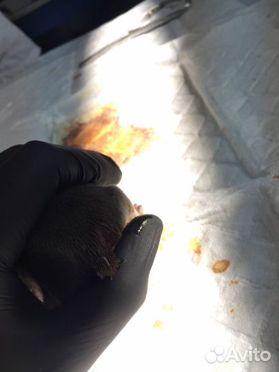 Купирование хвостов и ушей