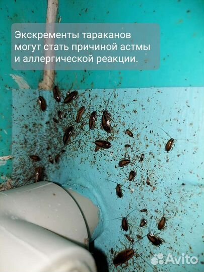 Обработка от вредителей