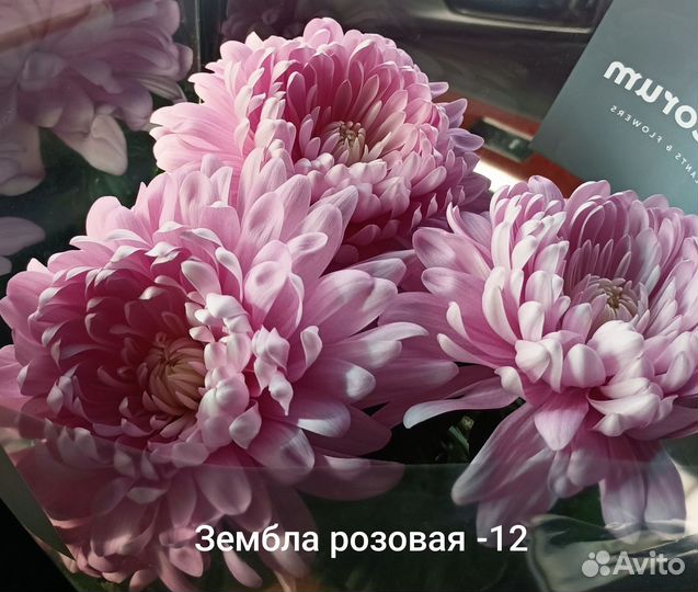 Хризантема срезочная