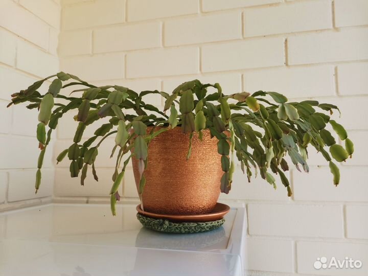 Декабрист шлюмбергера