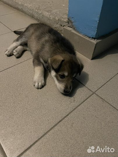 Отдам щенка в добрые руки. Мальчик. Ласковый