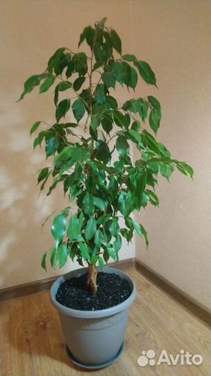 Фикус Бенджамина