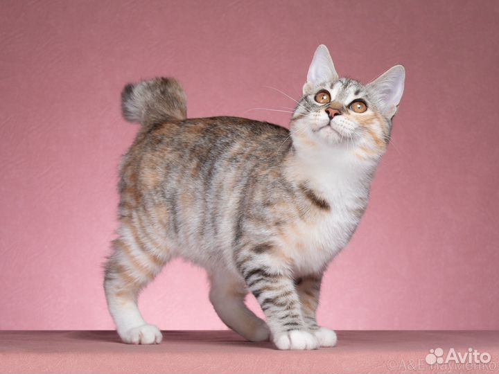 Курильский бобтейл