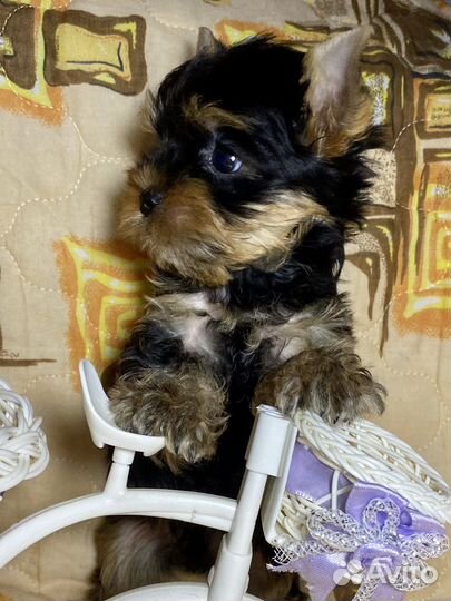 Йоркширский терьер