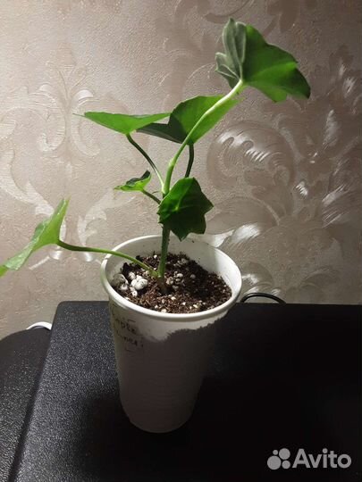 Пеларгонии