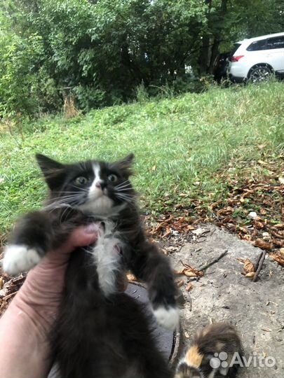 Котенок девочка