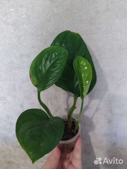 Монстера карстенианум