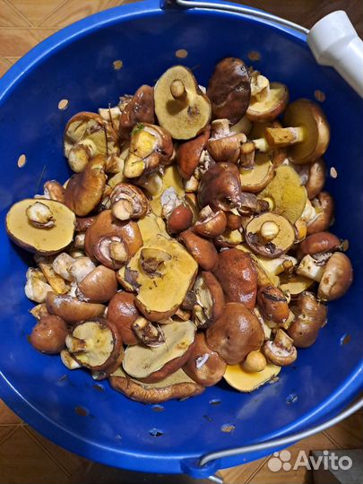 Грибы маслята свежие