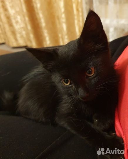 Кошки в добрые руки бесплатно