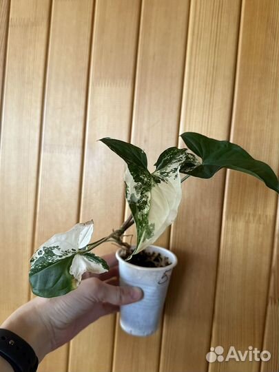 Бегония, пумила, сингониум, спатифиллум