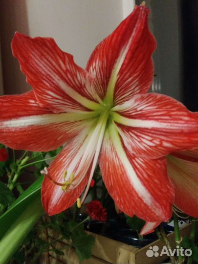 Гиппеаструм детки