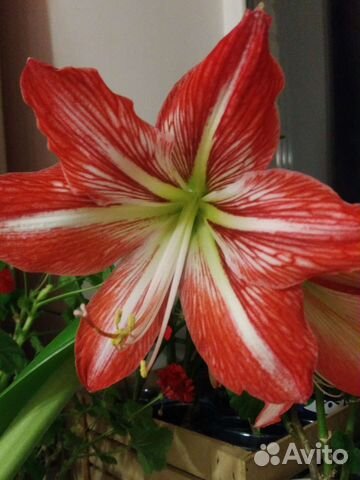 Гиппеаструм детки