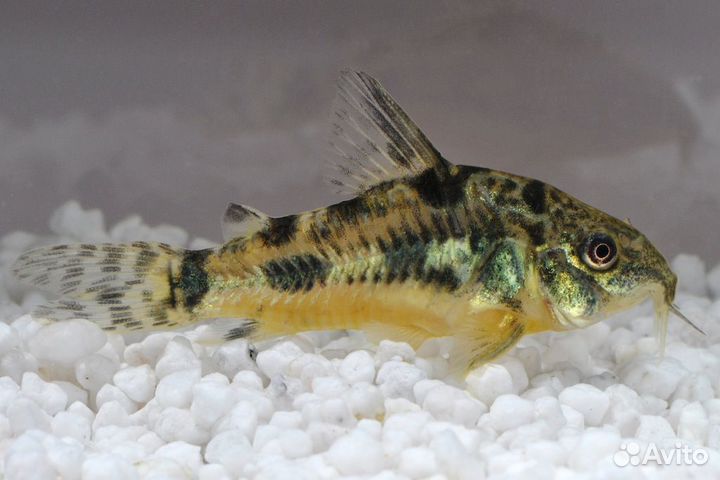 Аквариумные рыбки, растения, корм