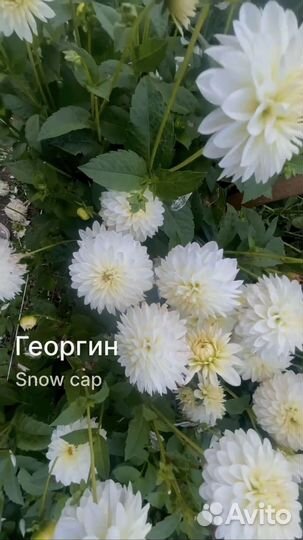 Продажа клубней георгинов