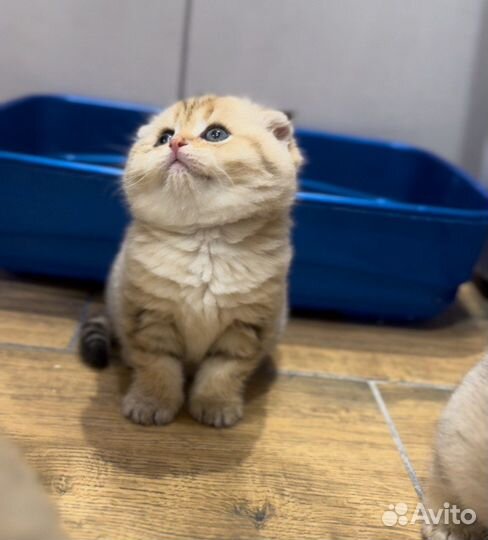 Шотландские котята
