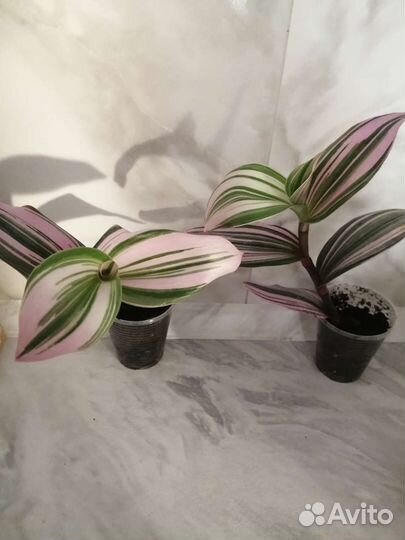 Традесканция