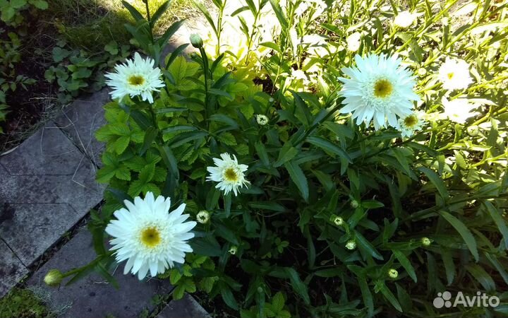 Ромашка махровая