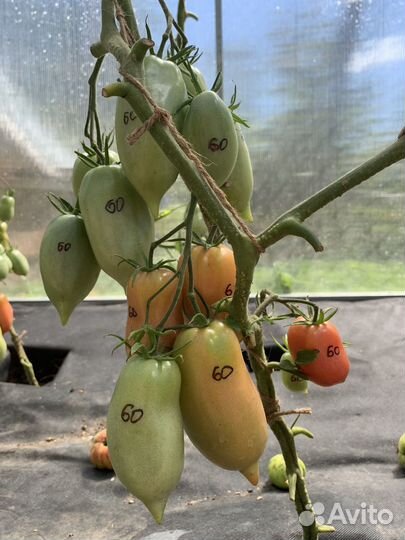 Помидоры минусинские