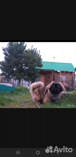 Вязка пекинес