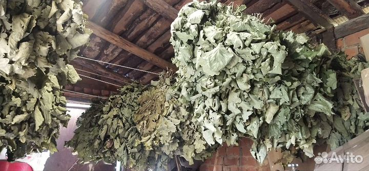 Дубовые веники для бани