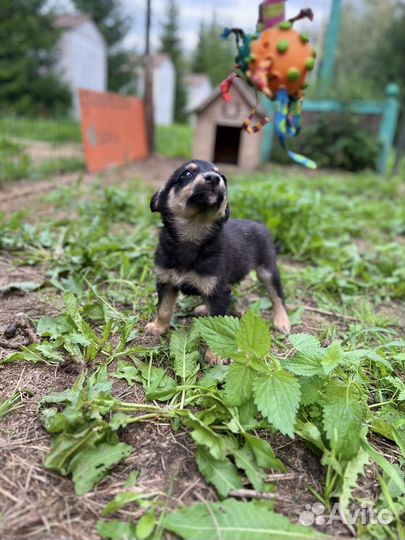 Симпатяга Микки ищет дом