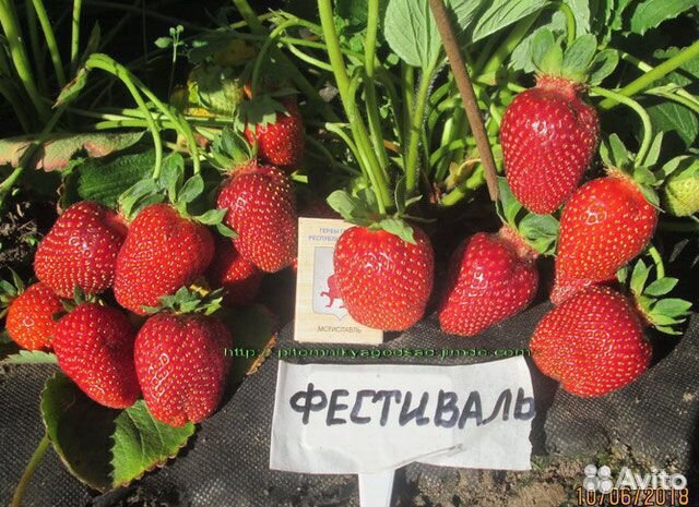 Клубника фестивальная описание сорта фото Клубника купить в Киргизе-Мияки Товары для дома и дачи Авито