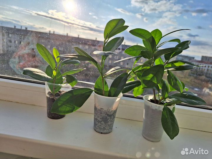 Фикусы бенджамина разные сорта