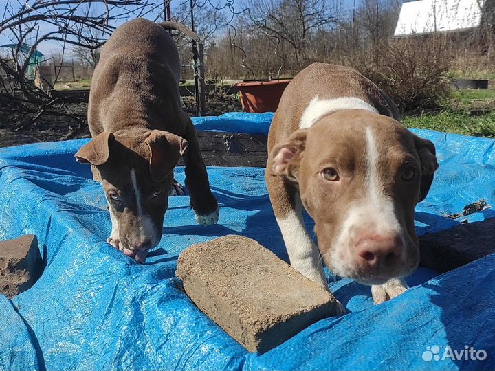 Американский питбультерьер щенки с документами