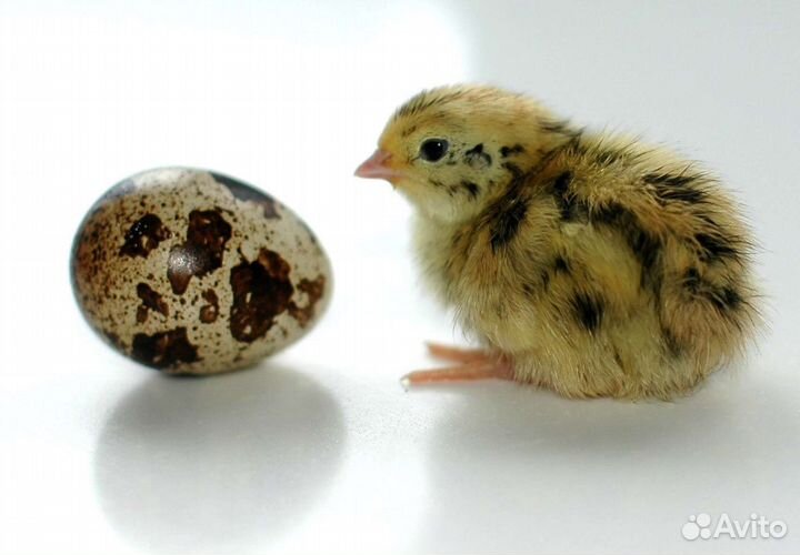 Перепела разного возраста