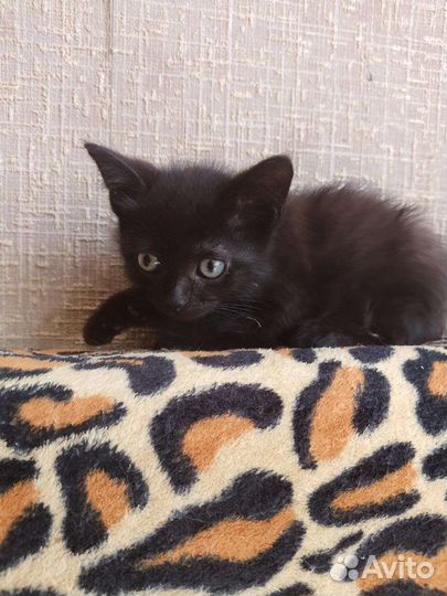 Маленький котенок ищет добрые руки