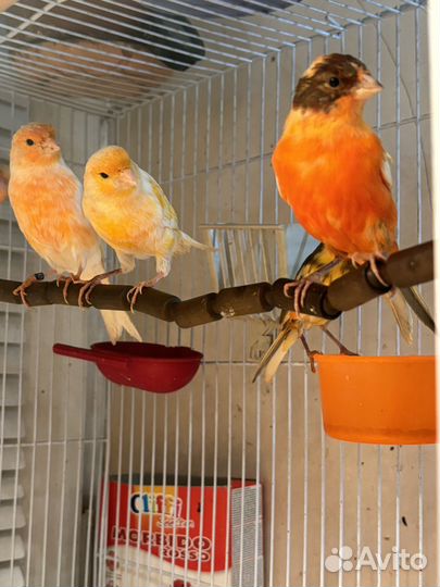 Певчий кенар