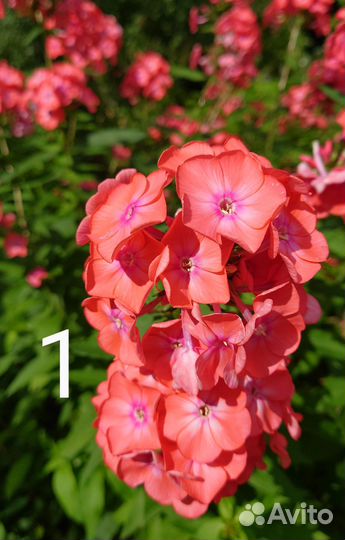 Флоксы многолетние саженцы растения