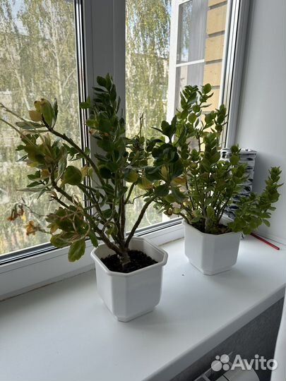 Каланхоэ цена за оба
