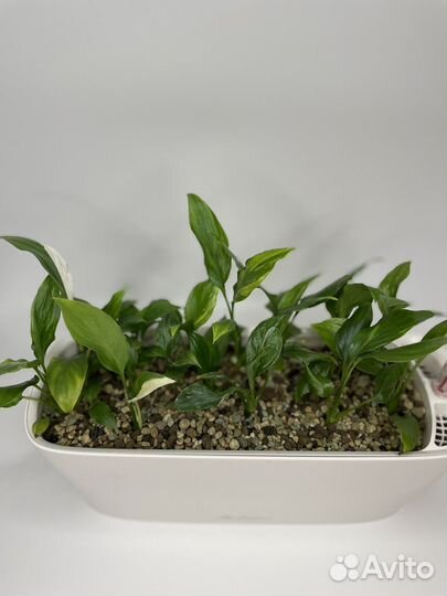 Спатифиллум Пикассо,Гаити,Джемини,Свит лауретта