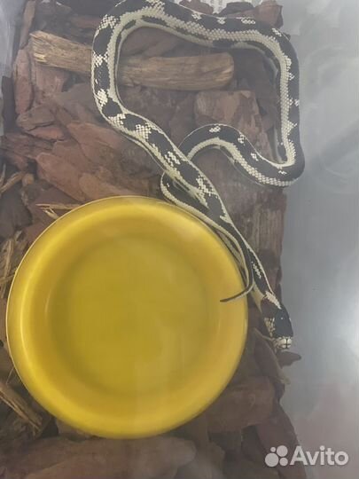 Змея с террариумом