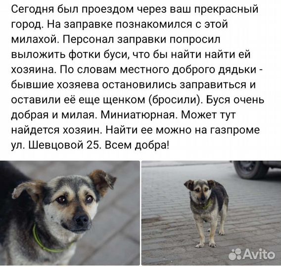 Собака