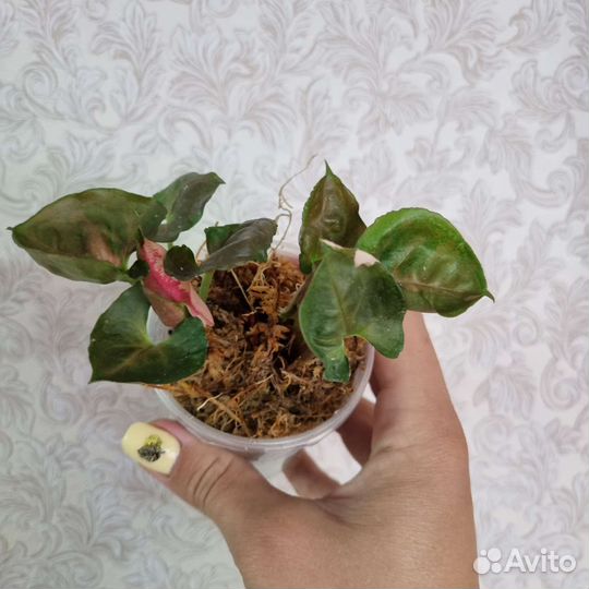 Сингониумы сортовые