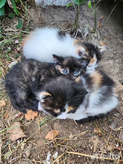 Трехцветные котята в добрые руки