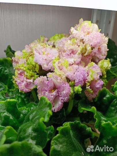 Сортовые фиалки цветущие