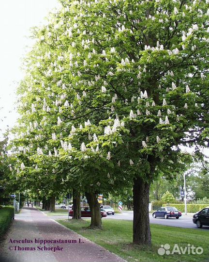 Саженцы Каштана конского