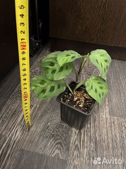 Неприхотливые комнатные растения